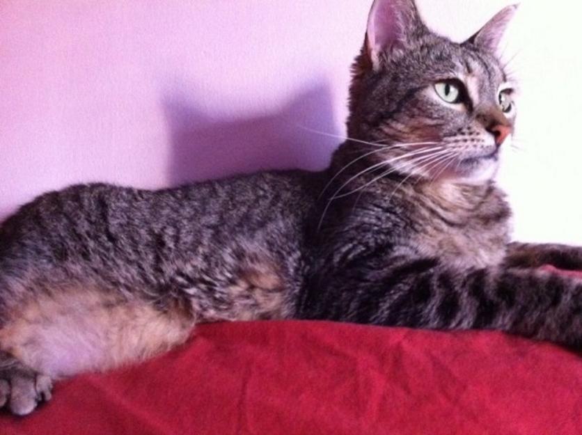 Kitti II, joven y adorable gata busca familia con perro