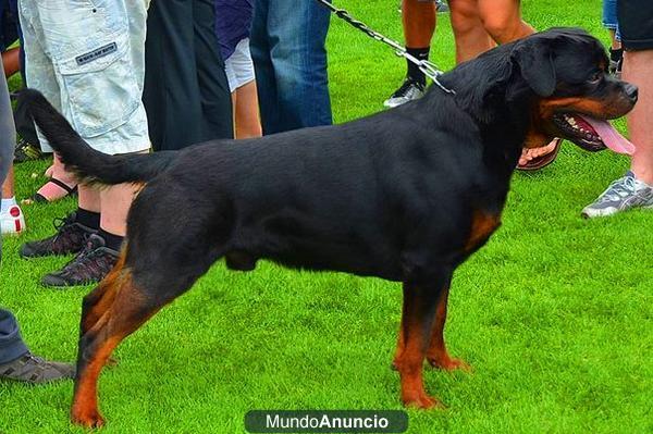 ROTTWEILER DE TODAS LAS EDADES