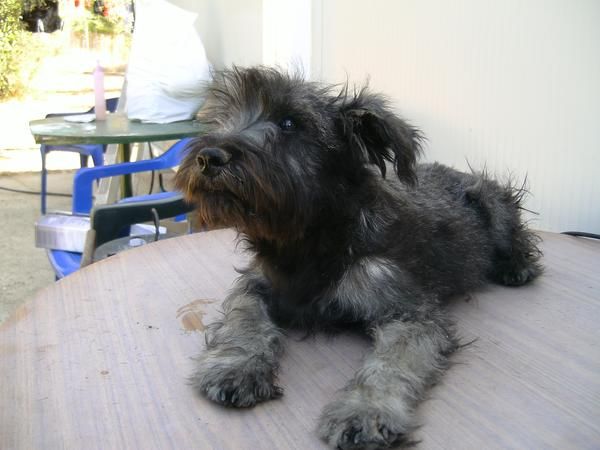 se vende schnauzer miniatura