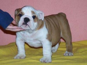 SE VENDEN PRECIOSOS CACHORRITOS BULLDOG INGLES