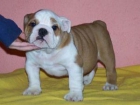 SE VENDEN PRECIOSOS CACHORRITOS BULLDOG INGLES - mejor precio | unprecio.es