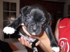 Staffordshire bull terrier / Staffy / Stafford ingles - mejor precio | unprecio.es