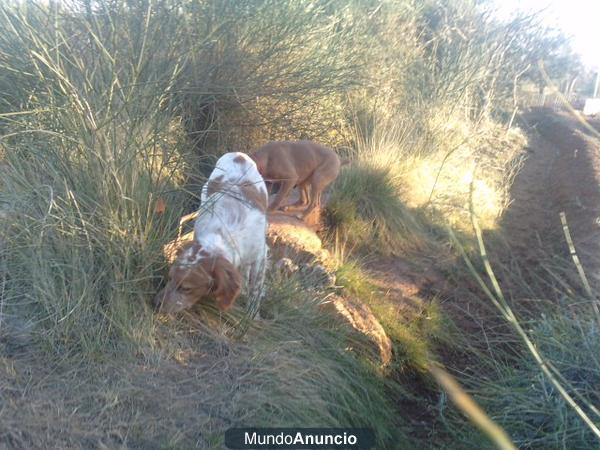 vendo cachorro de breton 8 meses perr de caza