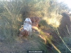 vendo cachorro de breton 8 meses perr de caza - mejor precio | unprecio.es