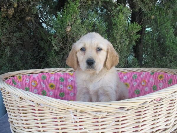 CACHORRO GOLDEN RETRIEVER HEMBRA, PRECIOSO 350 EUROS