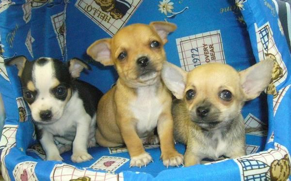 CAMADA DE CHIHUAHUAS TOYS Y MINIS