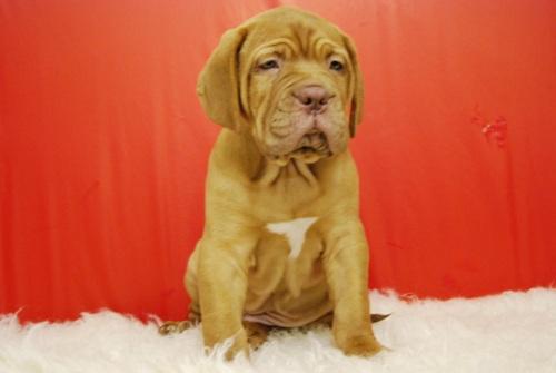 Dogo de Burdeos excelente calidad (pedigree)