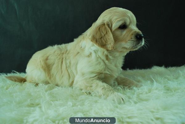 Golden Retriever fantasticos cachorros nacionales