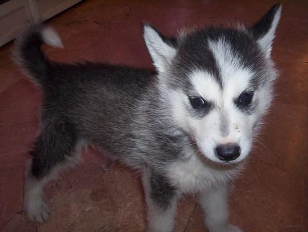 HERMOSA HUSKY SIBERIANA CON UNOS OJOS CAUTIVADORES EN VENTA