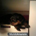 Preciosa camada de rottweiler - mejor precio | unprecio.es