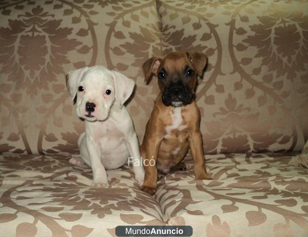 Precioso BOXER canela