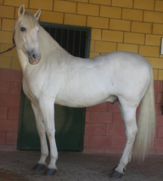 venta caballos pre