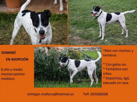 Macho MIx POinter en Adopción