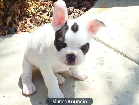 Cachorros de bulldog francés