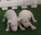 Fascinante camada de Bullterrier. Cádiz - mejor precio | unprecio.es