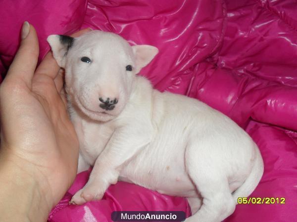 Bullterrier Blancos y bLANCOS con Parches Ejemplares para tu hOGAR