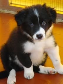 CACHORRO DE BORDER COLLIE (Hembra)