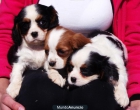 CAVALIER KING CACHORROS 400€ - mejor precio | unprecio.es