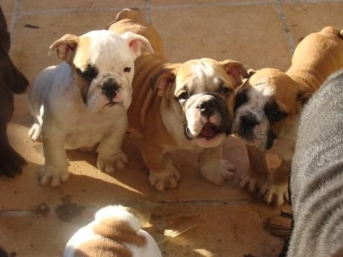 exepcional camada de bulldog ingles