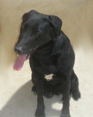 Labradora de 10 años en adopción