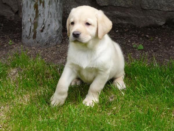 Magníficos cachorros de Labrador