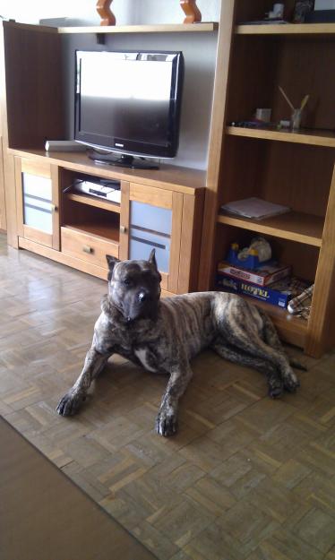 presa canario para monta