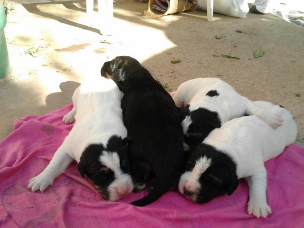 Regalo cachorritos