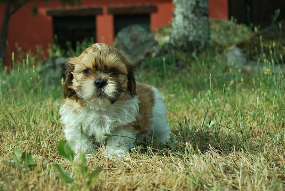 Cachorros Shih Tzú inscritos en LOE