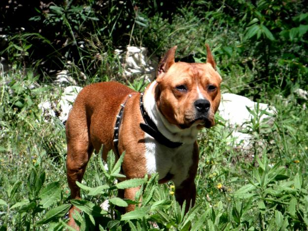 AMERICAN STAFFORSHIRE TERRIER PARA MONTAS