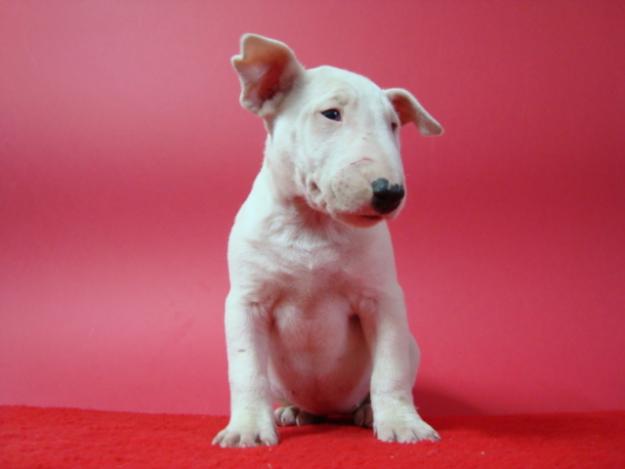 BULLTERRIER DE CALIDAD AL MEJOR PRECIO 450 euros