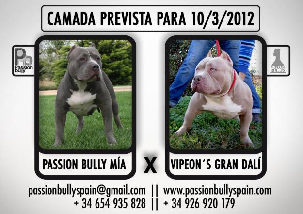 cachorros american bully