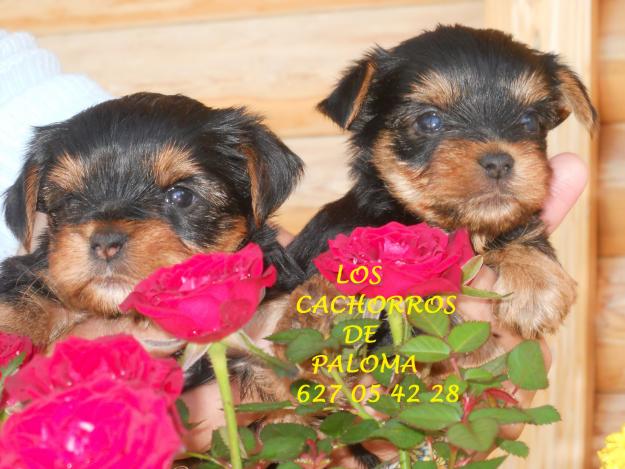 Cachorros de yorkshire terrier toy con pedigree loe