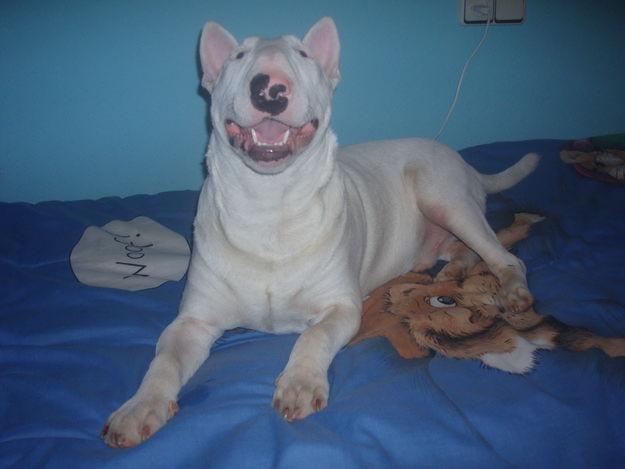 camada bull terrier