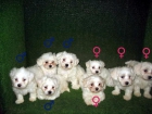 EXCELENTES BICHON MALTES A 280 EUROS :-) - mejor precio | unprecio.es