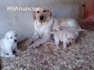 Labradores retrievers desde 450e