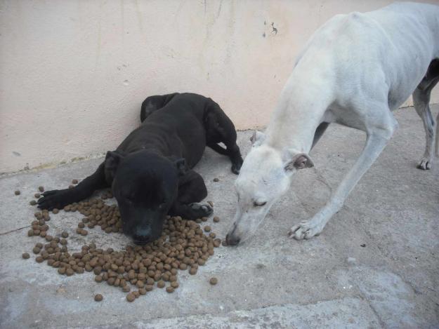 Pitbull y Galgo en la calle, necesitan hogar URGENTE