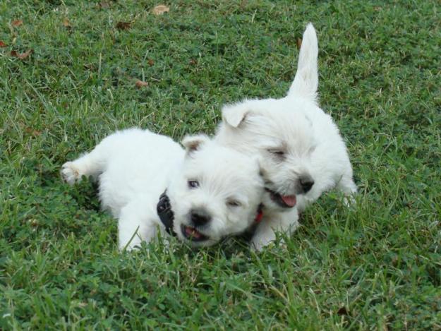 Westy cachorros macho y hembra