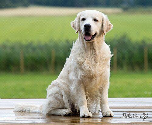 Golden Retriever, 1ª calidad inscritos en Loe pruebas de cadera, taras oculares