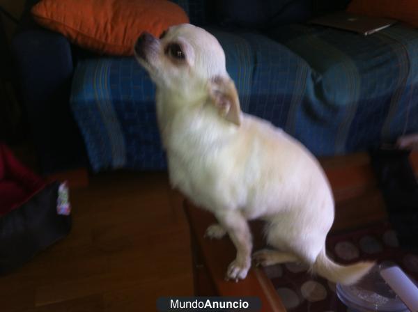 300 EUROS VENDO CHIHUAHUA BLANCO DE CUATRO AÑOS ECONÓMICO