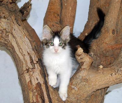 Bosques de Noruega Gatos de RAza