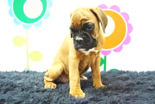 Boxer - Excelentes Cachorros Listos para Entregar- www.animalflower.es