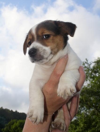 Camada Jack Russell de pelo corto con pedigree