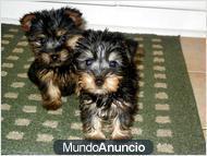 CRIADORES DE YORKSHIRE TERRIER ALTA SELECCIÓN