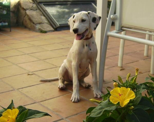 Dalmata Cachorra