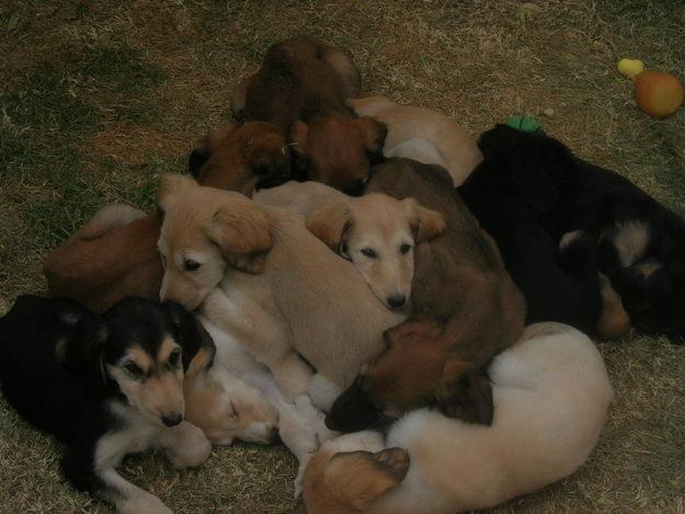 galgo afgano