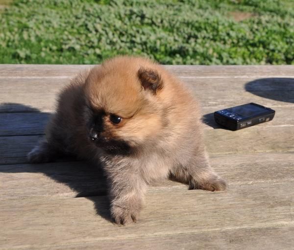 PRECIOSO CACHORRO DE POMERANIA