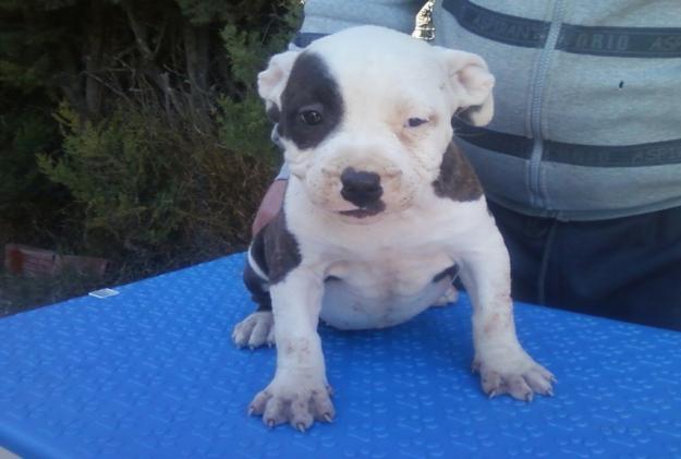 preciosos cachorritos  de american bully