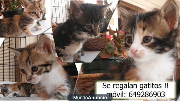 Regalo gatitos !!!