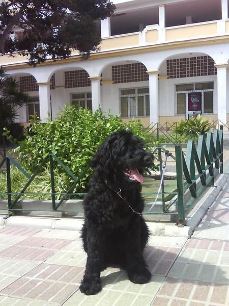 SE VENDE CACHORRO DE TERRIER RUSO NEGRO