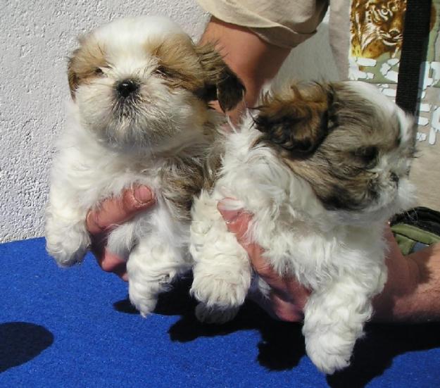 SHIH TZU, VENTA, MADRID 350€